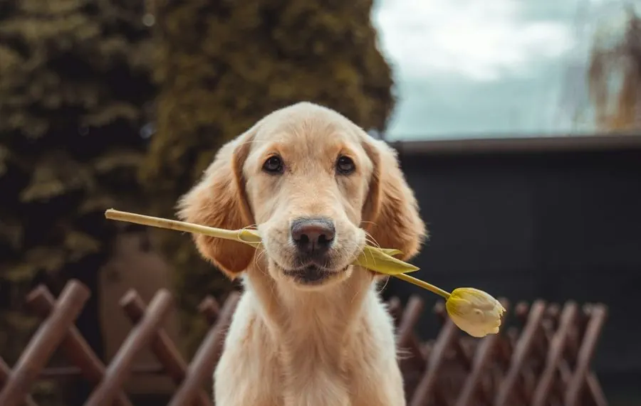 Chien golden retriever heureux